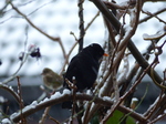 FZ011014 Blackbird (Turdus merula) on snow covered branch.jpg